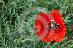 Photography of  Papaver rhoeas flower